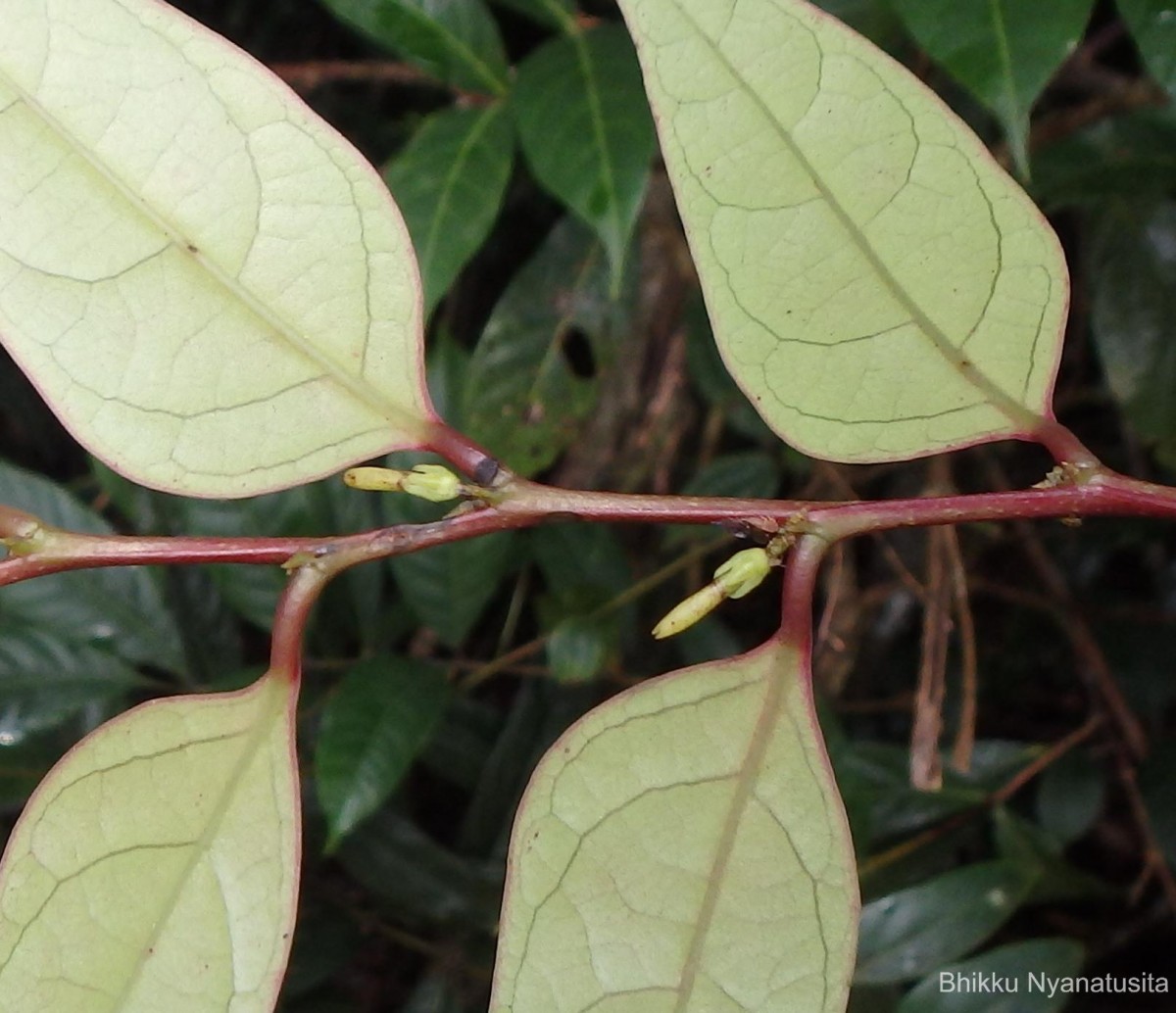 Glochidion candolleanum (Wight & Arn.) Chakrab. & M.Gangop.